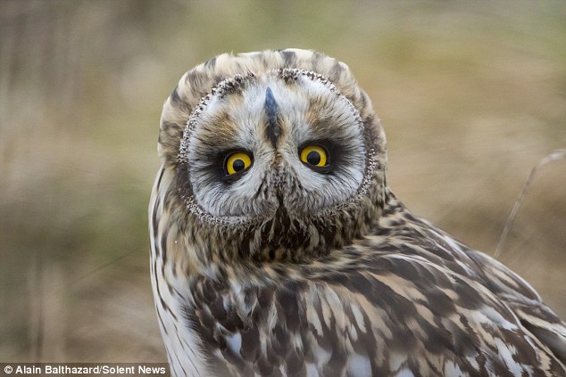 Başlarını 270 derece döndürebilmelerinin harika bir örneği.