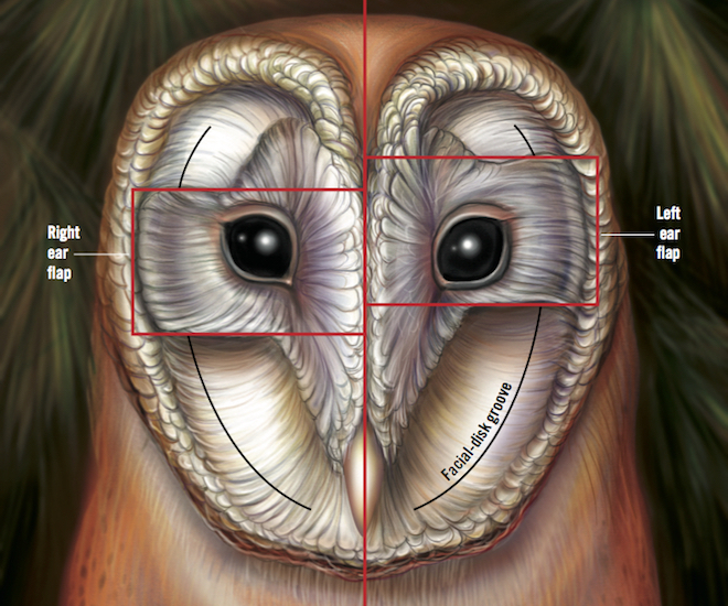 Peçeli Baykuşun asimetrik kulak yerleşimine dair bir diyagram.