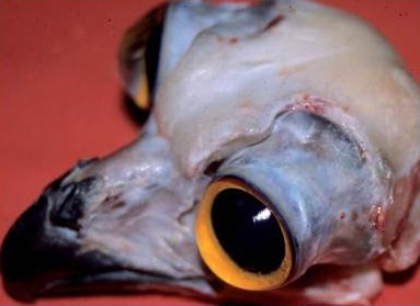 Baykuşların tüp şeklindeki göz yapıları. Gözlerinin ne kadar büyük olduğuna dikkat edin!